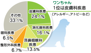 ワンちゃん 1位は皮膚科疾患(アレルギー・アトピーなど) 皮膚科疾患:24.1% 消化器科疾患:16.1% 耳鼻咽喉科疾患:13.5% 整形外科疾患:6.7% 眼科疾患:6.5% その他:33.1%