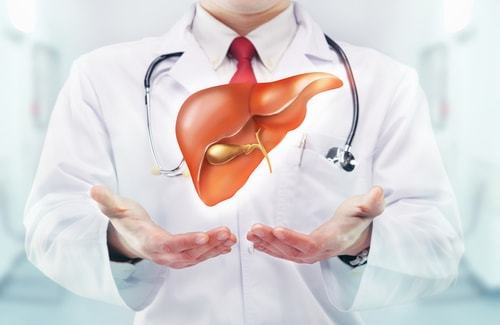 健康な肝臓を見せる医者