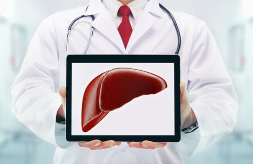 健康な肝臓を提示する医者