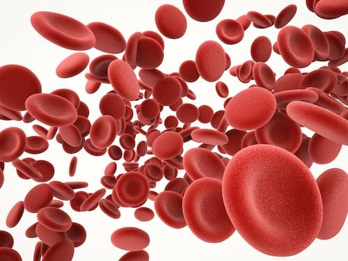 血液中を流れる赤血球